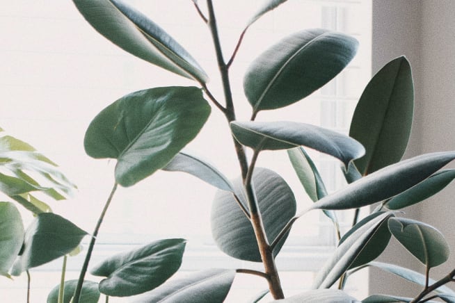 Close-up of a rubber leaf plant's leaves